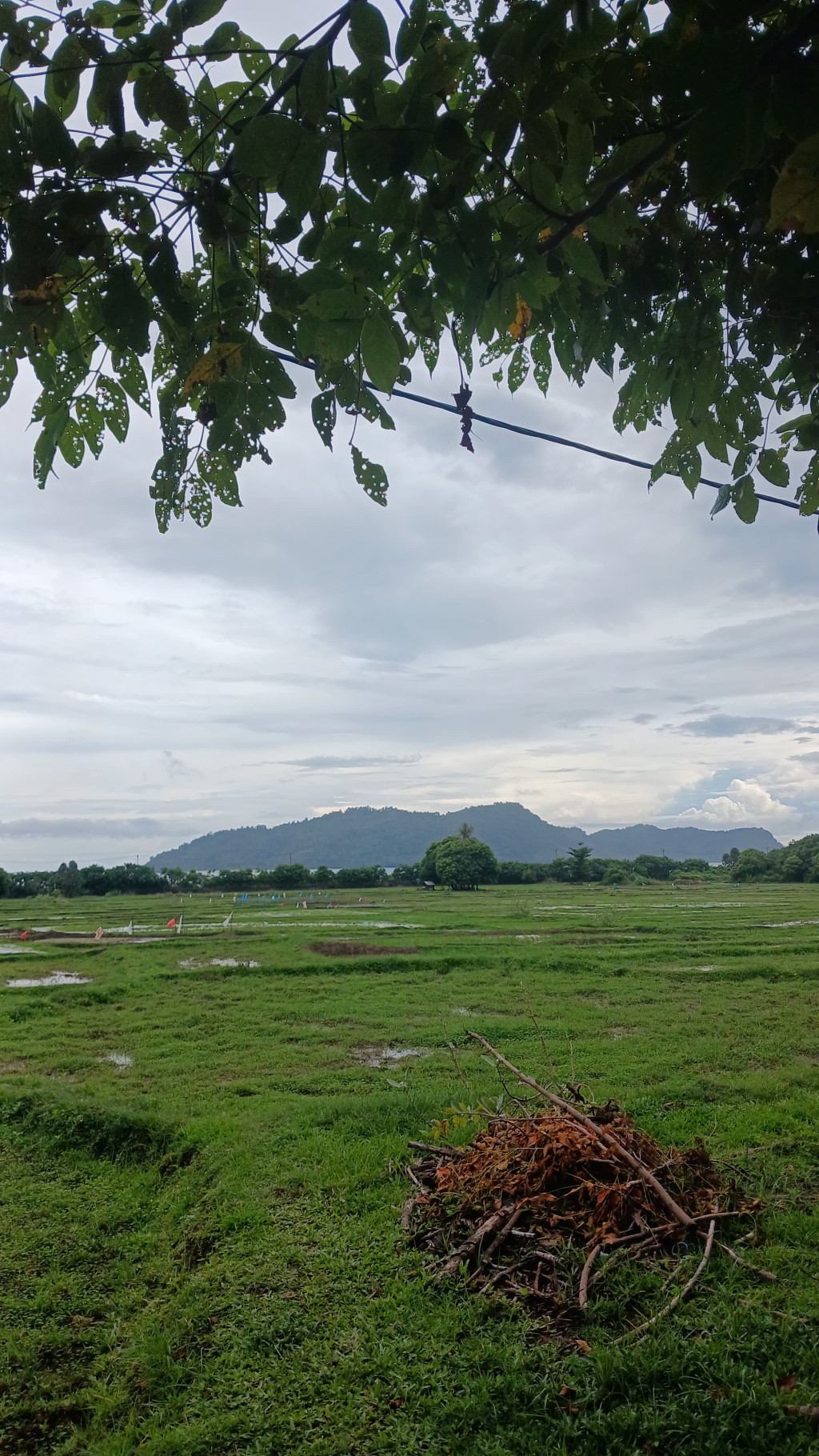 Persawahan Milik Warga Desa Blang Situngkoh